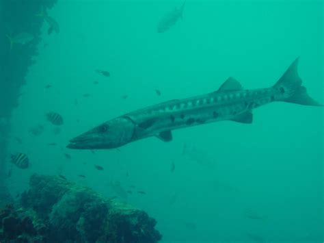 Peces Barracuda Sphyraena Barracuda Dsc Invemar Bem Flickr