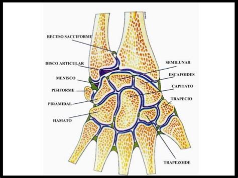 Meniscos Definición Anatomía Ubicación Función Lesiones Y Mucho Más