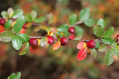 Free Images Tree Nature Branch Blossom Fruit Berry Leaf Flower