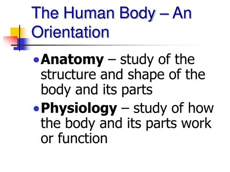 Ppt Chapter The Human Body An Orientation Powerpoint Presentation