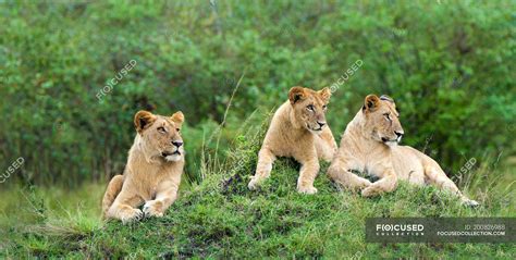 African Lionesses Resting On Termite Mound In Masai Mara Reserve Kenya