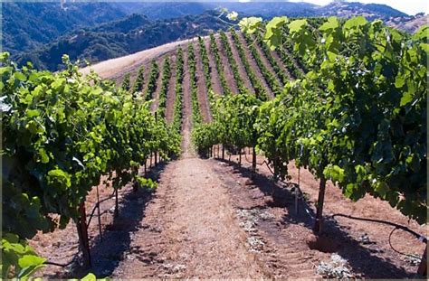 Wines Of Rugged Rockpile Wine Country Getaways