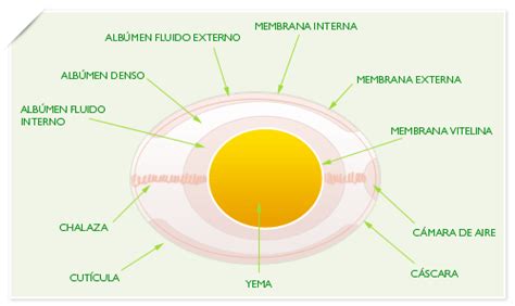 Cofenat Propiedades Del Huevo