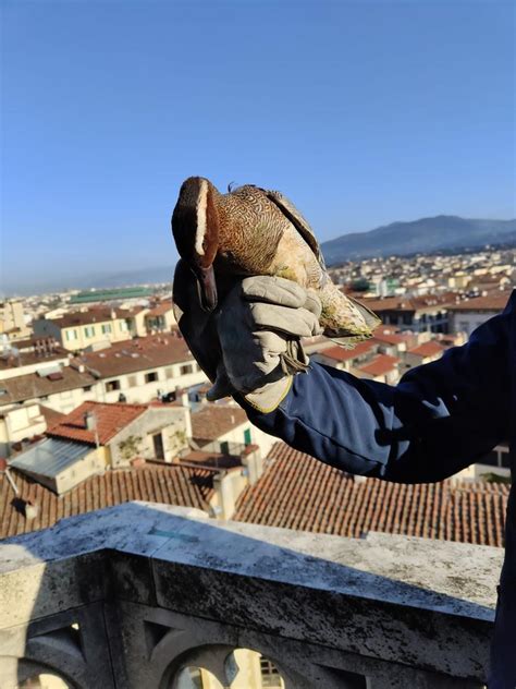 Firenze Curata E Liberata Lanatra Marzaiola Ferita Ad Unala