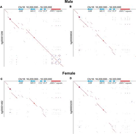 Frontiers Genome Assembly And Sex Determining Region Of Male And