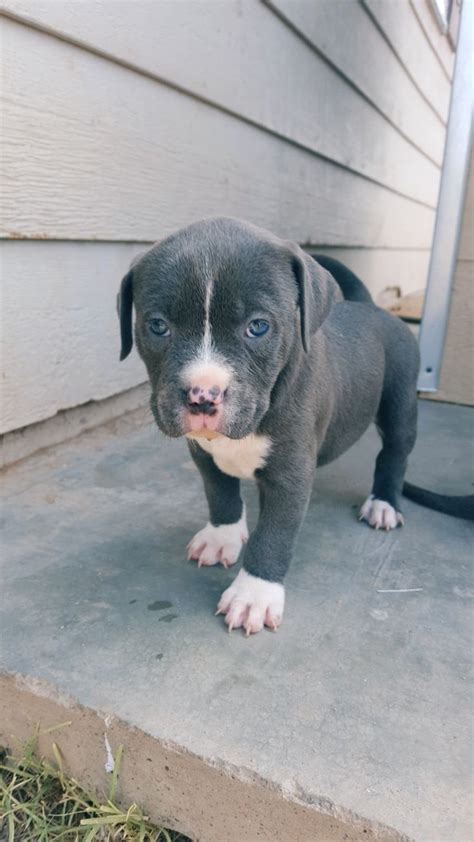 6 Week Old Pitbull Puppy Size Breann Chung