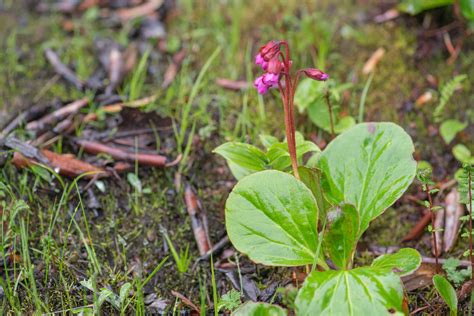 Bergenia purpurascens | morten ross