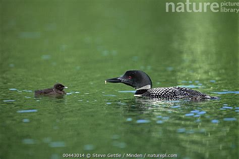 Stock Photo Of Common Loon Gavia Immer Feeding Chick Nothern