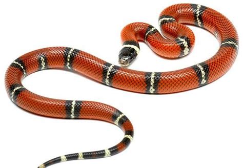 24 Milk Snake Morphs With Pictures - Are They Aggressive?