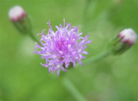 Grass Flowers