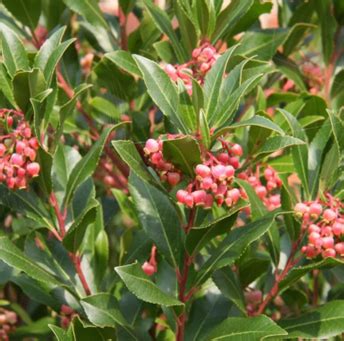 Arbutus Unedo Rubra 3 Litre Stewarts Garden Centre