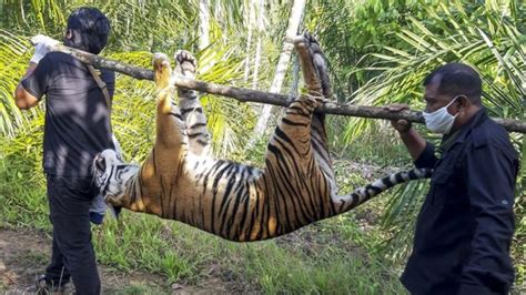 Diduga Keracunan Harimau Sumatera Mati Di Perkebunan Tobapos