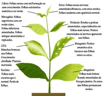 COMO IDENTIFICAR A FALTA DE NUTRIENTE DA SUA PLANTA 52 OFF