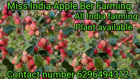 Miss India Apple Ber Farming All India Plant Supply And Hol Sal Price