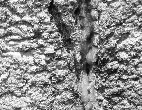 365 Projects Tree Bark Texture Photograph