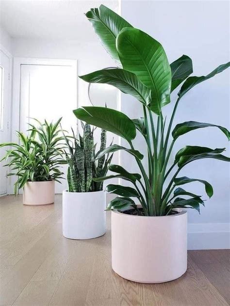 Bathroom Plants That Absorb Moisture Miss Mv House Plants House