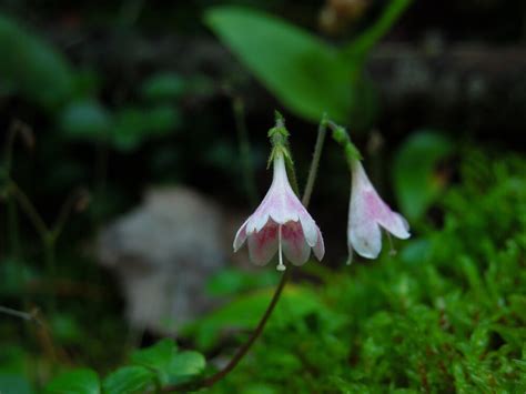 Twinflower — In Defense of Plants