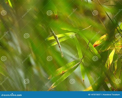 Folhas De Bambu Verdes No Forground E No Fundo Os Mais Florest