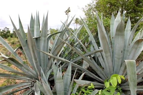 Agave Tequilana: How to Grow and Care | Flower Glossary