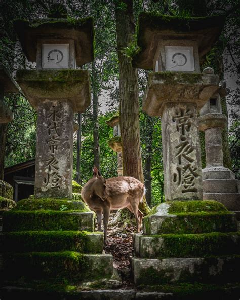 Here's How to Visit Nara Deer Park — wondertrunk & co.