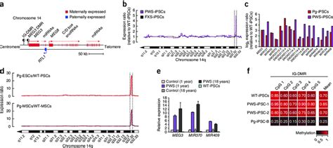 Characterization Of The Dlk1 Dio3 Locus In Pws A Organization Of All