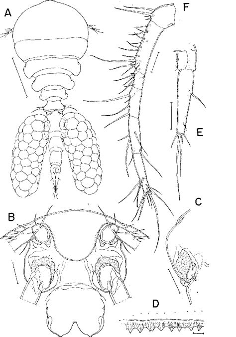 Figure From Origin And Dispersal Of Mytilus Edulis In Japan Deduced