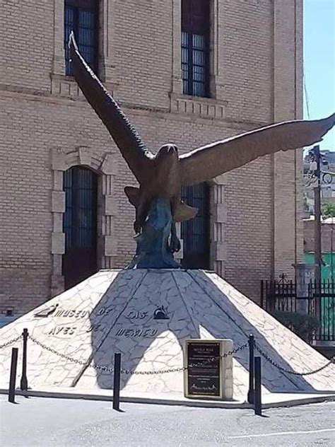 Conoce Saltillo Remontando El Vuelo En El Museo De Las Aves