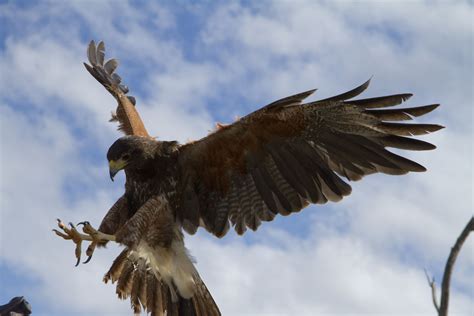 Popular Raptor Free Flight Presentations Begin October 17 at the Desert Museum | Newswire