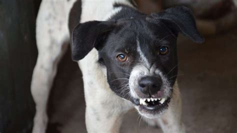 Bambina Di Anni Morta Dopo Essere Stata Attaccata Da Un Cane