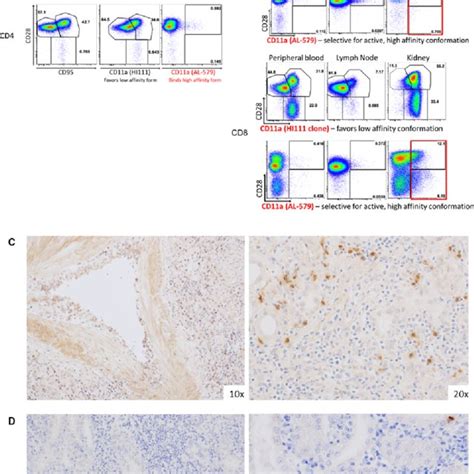 High Affinity HA Leukocyte Function Antigen LFA 1 Is Present In