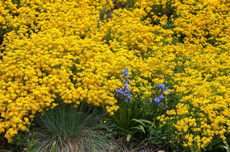 How to Grow and Care for Yellow Alyssum