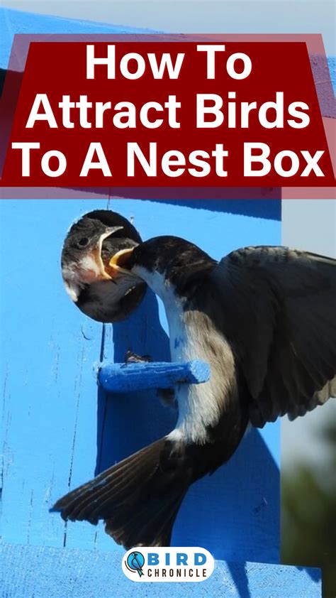 How To Attract Birds To A Nest Box (5 Tips)