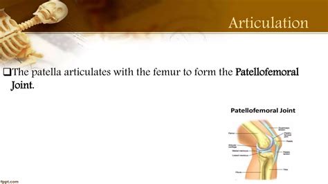 Purvi shah Anatomy Of patella PPT | PPT