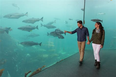 Best Aquariums In The World Celebrity Cruises