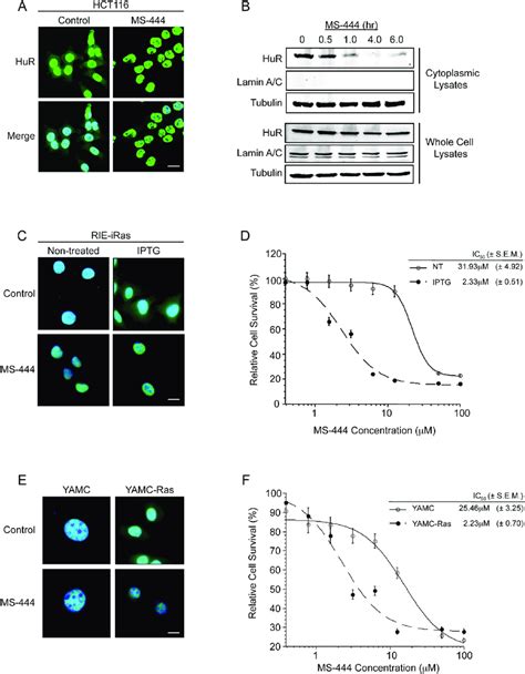 MS 444 Inhibits HuR Cytoplasmic Localization A HCT116 Cells Treated