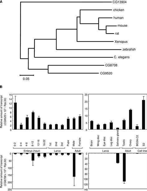 Phylogenetic Tree Of Drosophila C Elegans And Vertebrate C1β3galts