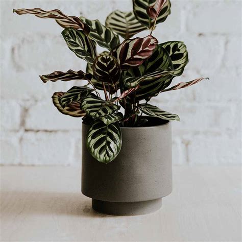 Pot Pour Plante En Porcelaine Urban Coloris Shadow Grey Lapadd