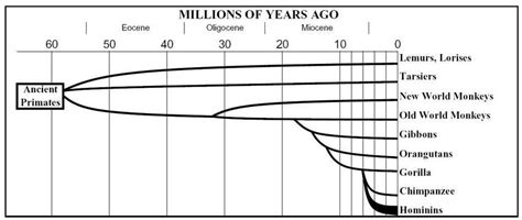 A Simplified Family Tree of Primate Evolution | Download Scientific Diagram