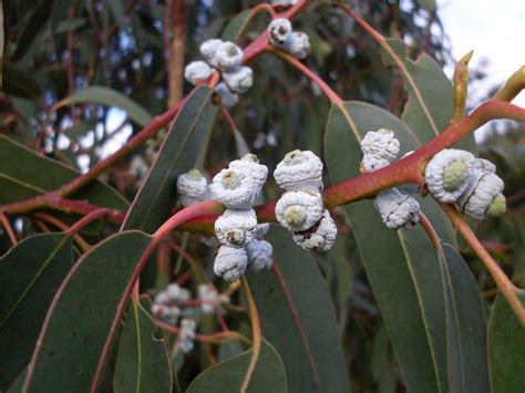 Huile Essentielle Eucalyptus Globulus Espagne Naturelle 8000 48 4