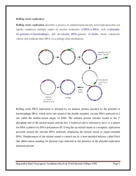 (PDF) Rolling circle model of replication | magendira mani vinayagam ...