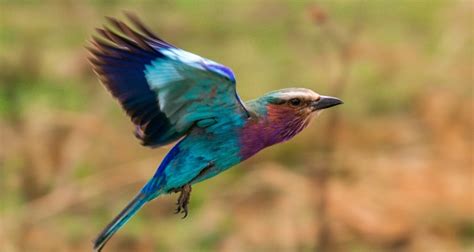 Africa Birding Safaris Best Bird Watching Tours In Africa