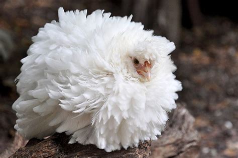 White Frizzle Chicken Chicken Breeds Cochin Chicken Breeds Fancy