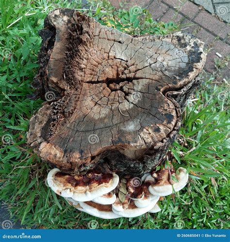 Mushrooms that Grow on Trees that Have Been Cut Down Stock Image