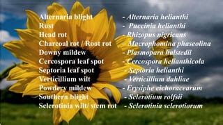 Sunflower diseases | PPT