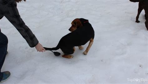 how to collect dog urine
