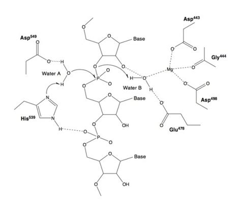 What is the Difference Between RNASE A and RNASE H - Pediaa.Com