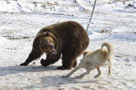 Bear Chained To Tree And Being Savaged By Dogs In Russian Hunting