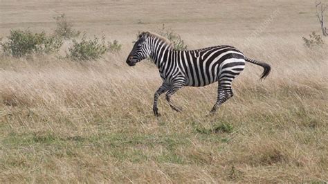 Grant's zebra - Stock Video Clip - K008/4137 - Science Photo Library