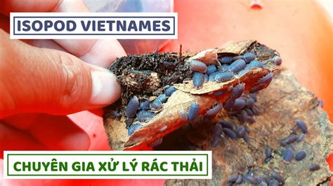 BẮt Con MỌt Ẩm Isopod Vietnames Youtube