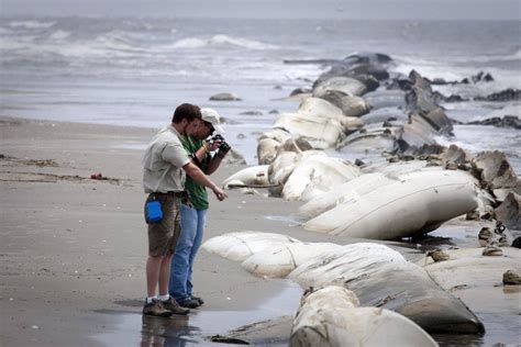 El vertido del Golfo de México se vincula a la muerte de delfines y